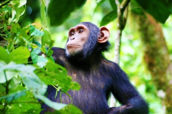 Kibale-Forest-National-Park