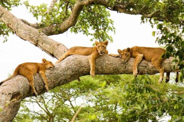Queen-Elizabeth-National-Park